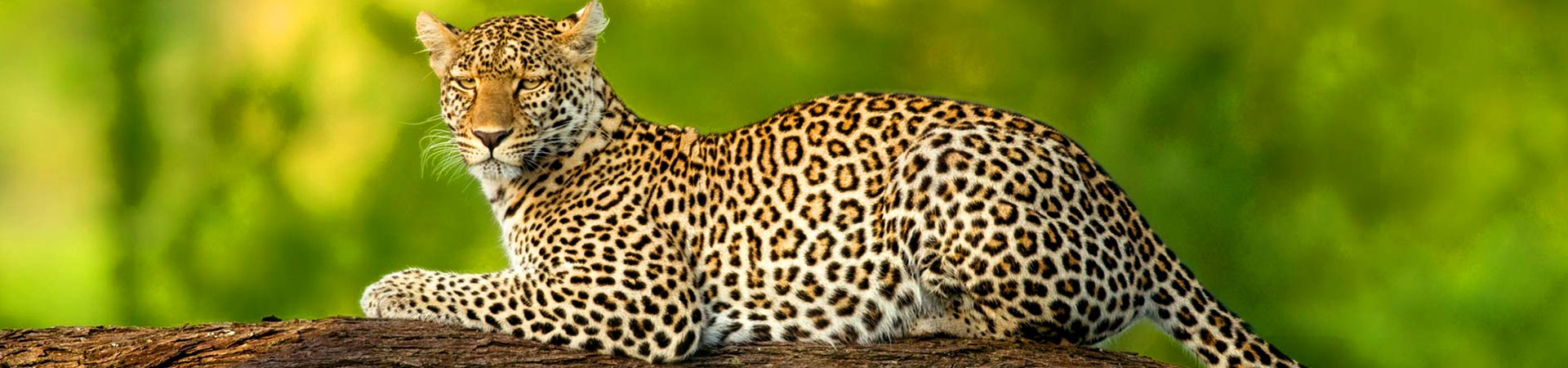 East-Africa-Leopard