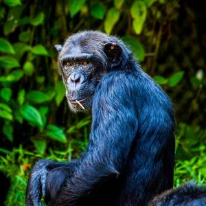 Uganda-7-Days-Primates-and-Wildlife-Safari