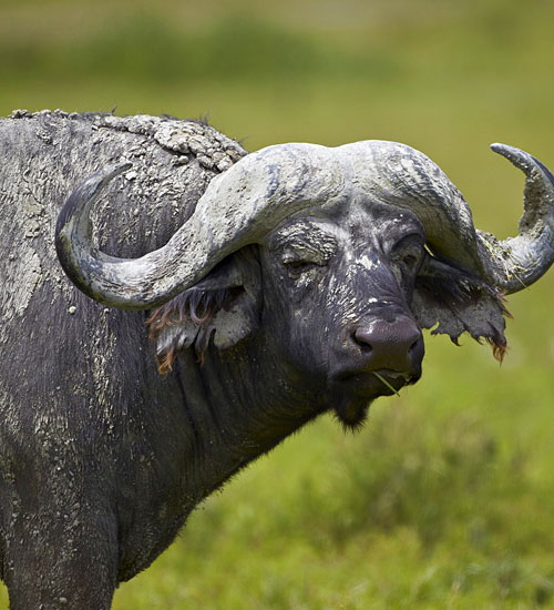 Buffalo-Tanzania-Over-view