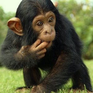 Chimpanzee-9-Days-Uganda-Apes-Safaris