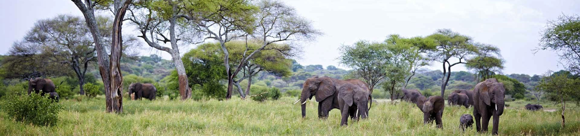 Elephant-in-Tarangire-National-Park