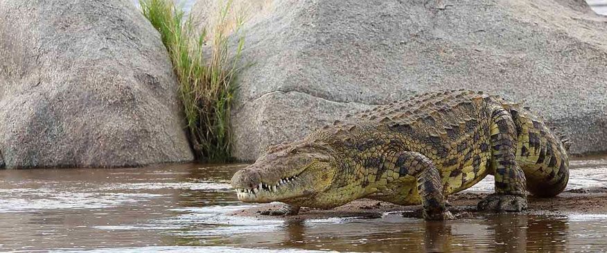 crocodile-in-Serengeti